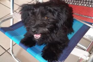 CD_X_cachorrinha amora sumiu