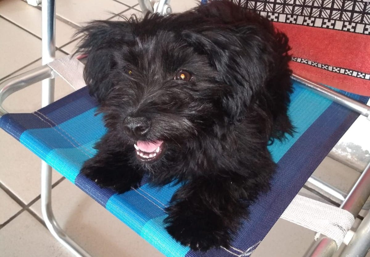 CD_X_cachorrinha amora sumiu