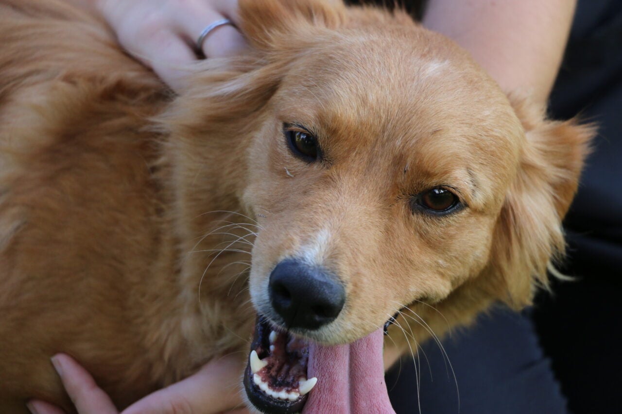 Cachorro Caramelo (45)