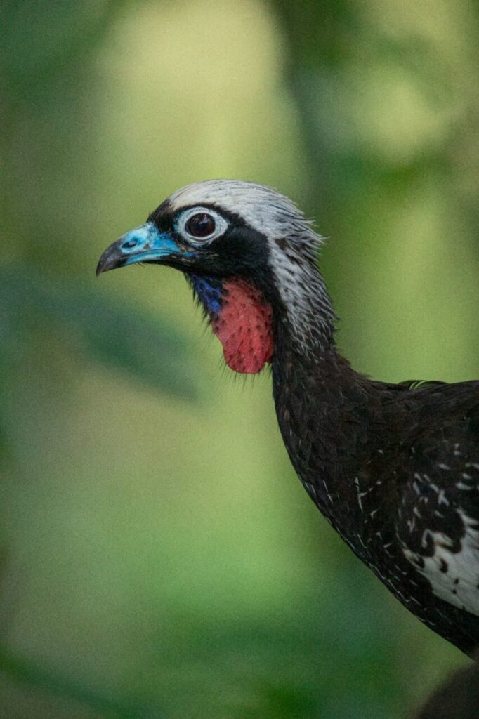 Filhote Jacutinga_Klabin 3
