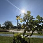 Foto do Parque Ambiental Ilustra Previsão do tempo