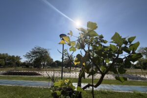 Foto do Parque Ambiental Ilustra Previsão do tempo