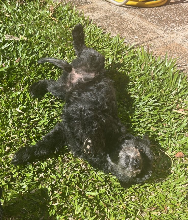 cachorrinha desaparecida