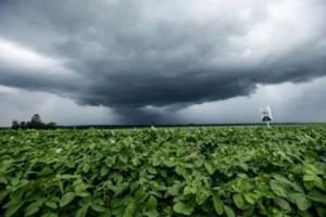 chuva-na-lavoura-768×512