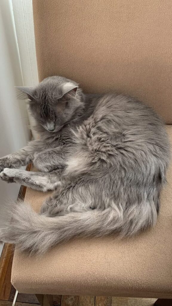 Gatinha cacau está desaparecida