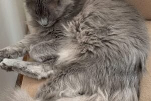 Gatinha cacau está desaparecida