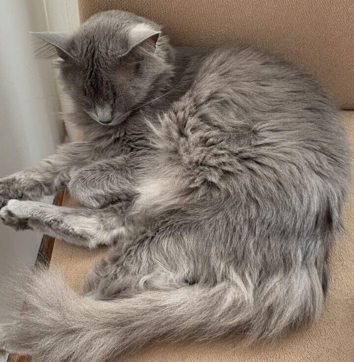 Gatinha cacau está desaparecida