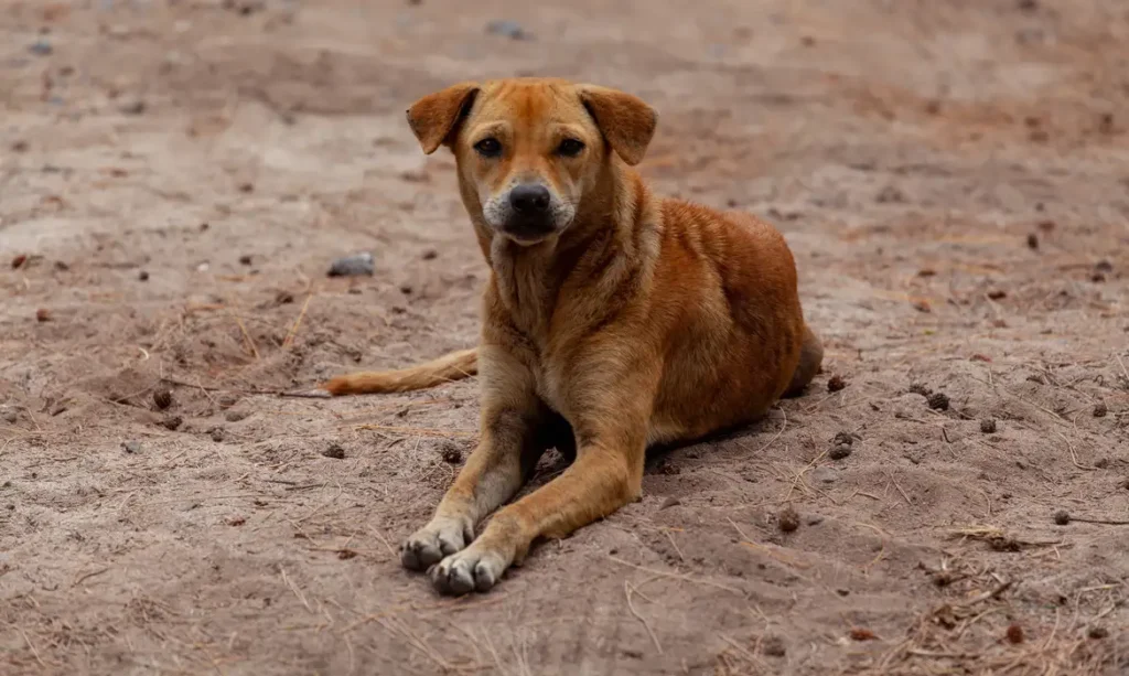 stray-dog-on-beach-4508243