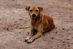 stray-dog-on-beach-4508243