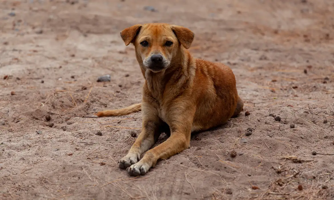 stray-dog-on-beach-4508243