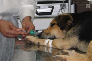 Anestesia animal