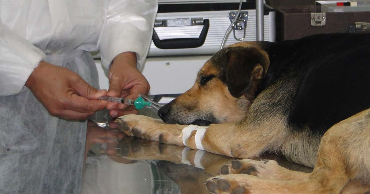 Anestesia animal
