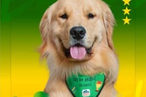 cães em ábum de figurinha