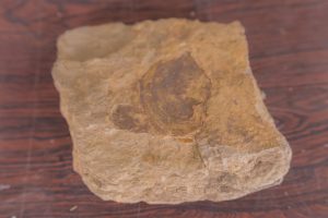 Descoberta-Fossil-Molusco-2-300×200