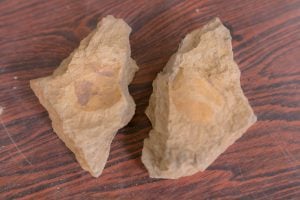 Descoberta-Fossil-Molusco-3-300×200