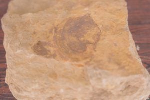 Descoberta-Fossil-Molusco-4-300×200