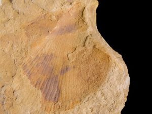 Fossil-Molusco-2-300×225