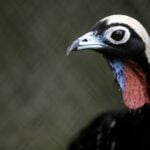Jacutinga (Aburria jacutinga), espécie reintroduzida pelo Parque Ecológico Klabin (PEK), no Paraná