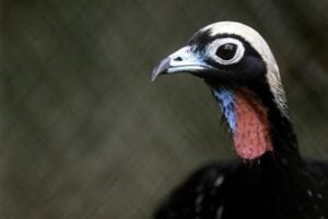 Jacutinga (Aburria jacutinga), espécie reintroduzida pelo Parque Ecológico Klabin (PEK), no Paraná