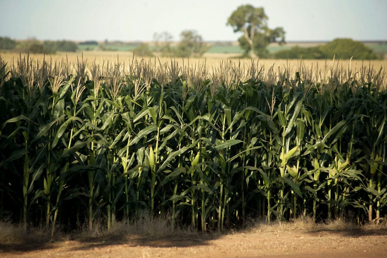 Plantação de trigo