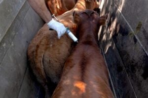 Animais sendo vacinados