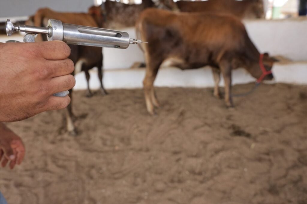 Mão segurnado uma injeção bovina