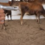 Mão segurnado uma injeção bovina