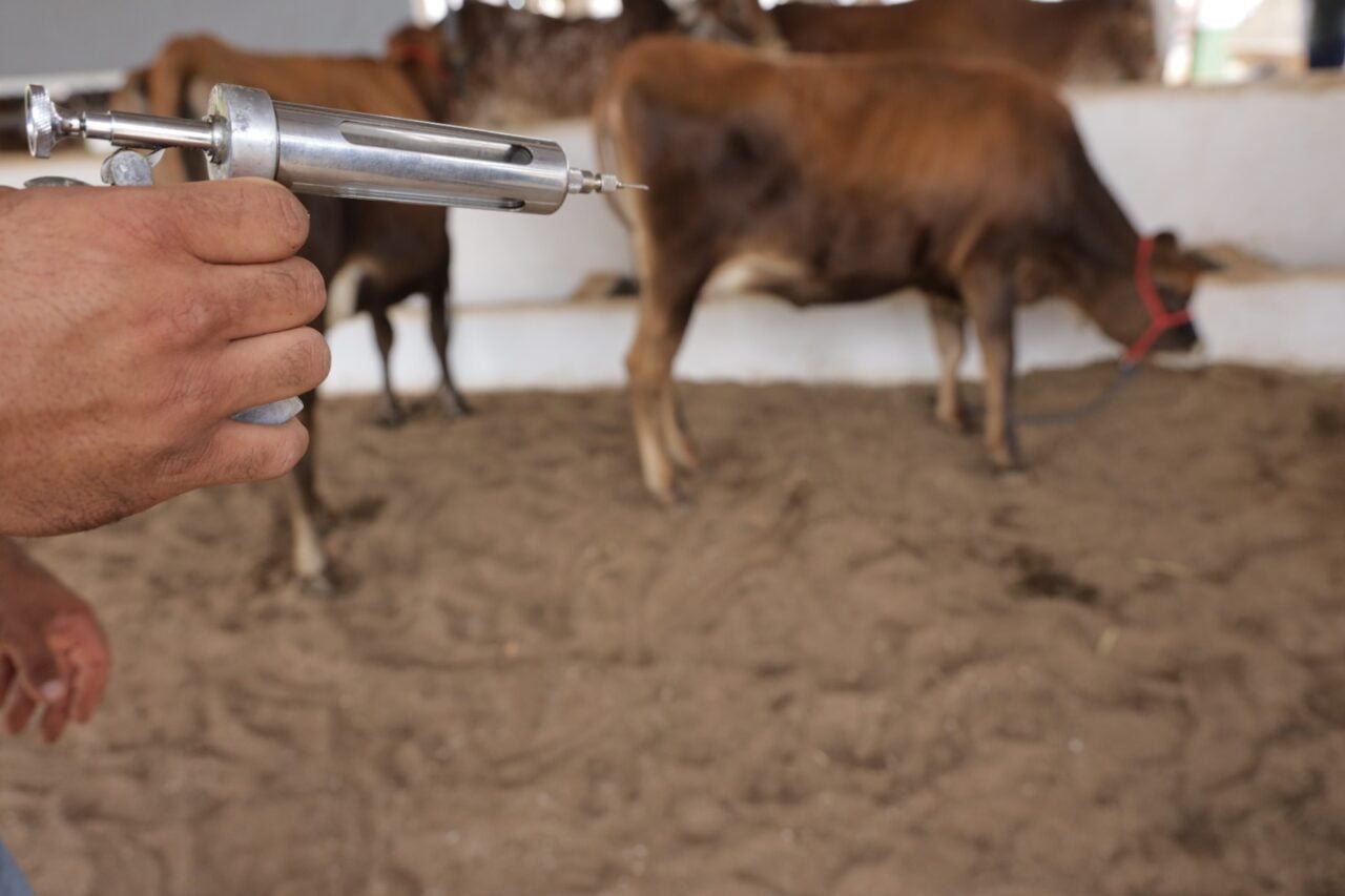 Mão segurnado uma injeção bovina
