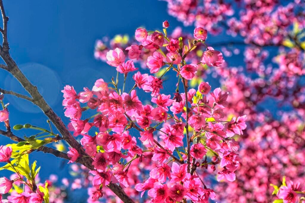 abifisa_045