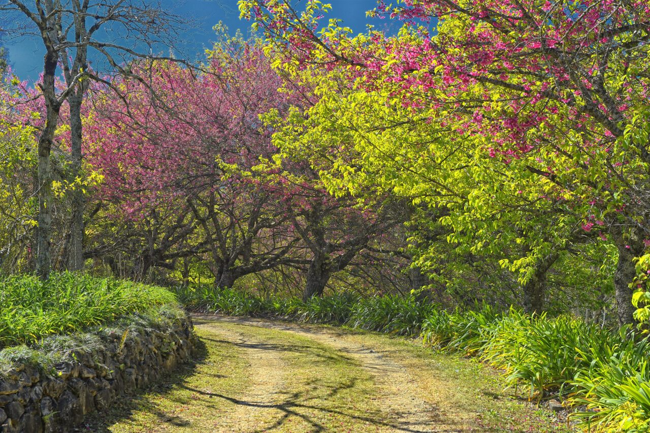 Árvores floresta clima sol