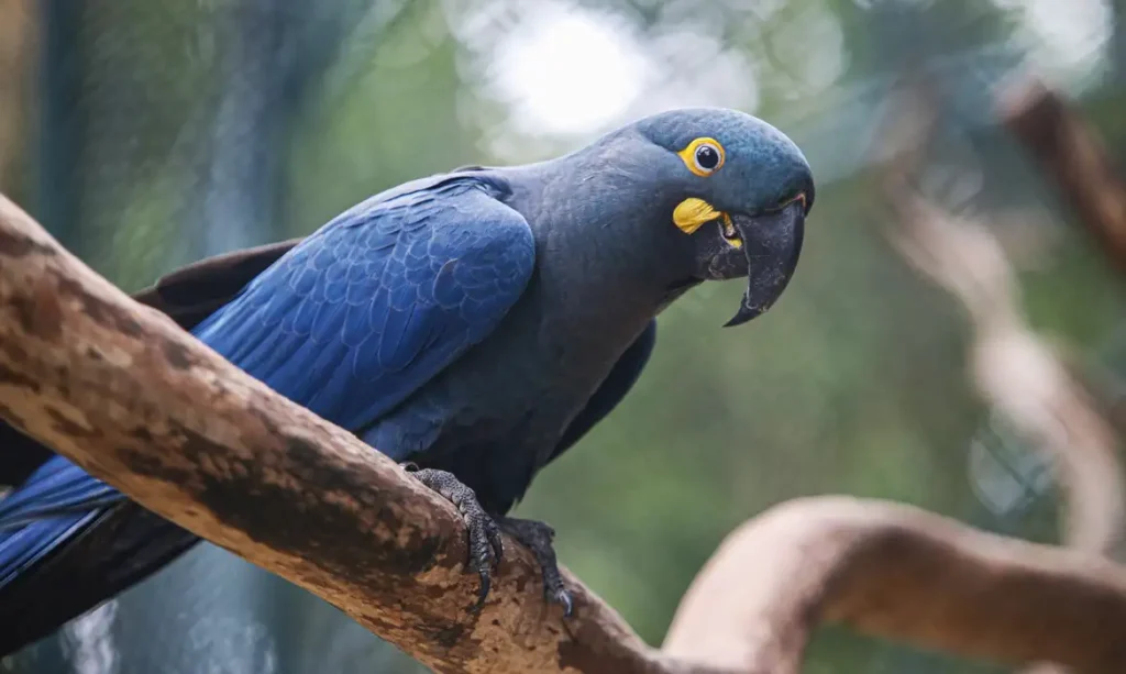 arara-azul