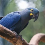 arara-azul