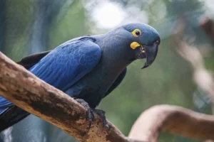 arara-azul
