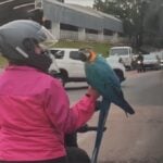 arara no transito reprodução tiktok