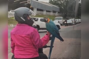 arara no transito reprodução tiktok