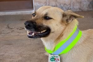 Cão com coleira refletiva em São José do Egito, no Pernambuco
