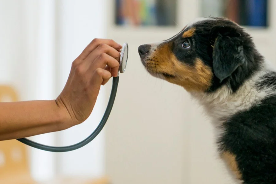 cachorro-no-veterinario-4