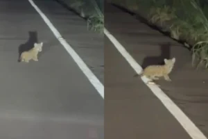 filhotes de onça na rodovia