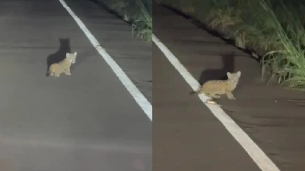 filhotes de onça na rodovia