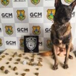 Cão Bolt encontra maconha em Ponta grossa