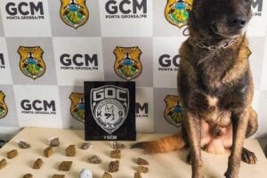 Cão Bolt encontra maconha em Ponta grossa