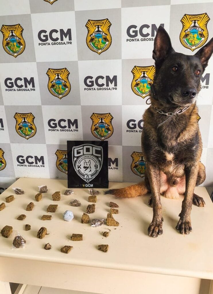 Cão Bolt encontra maconha em Ponta grossa