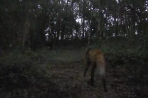 Lobo Guará no Buraco do Padre