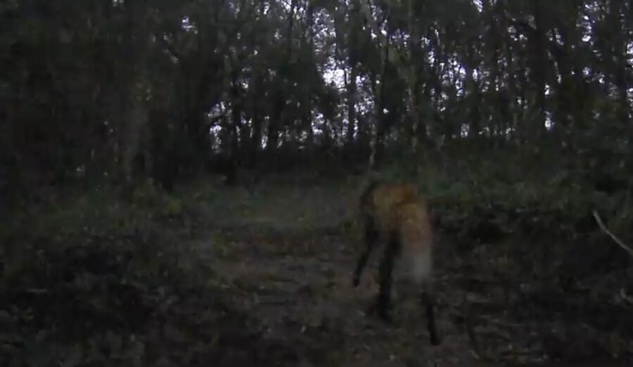 Lobo Guará no Buraco do Padre
