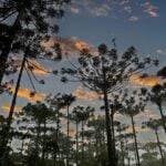araucárias no paraná