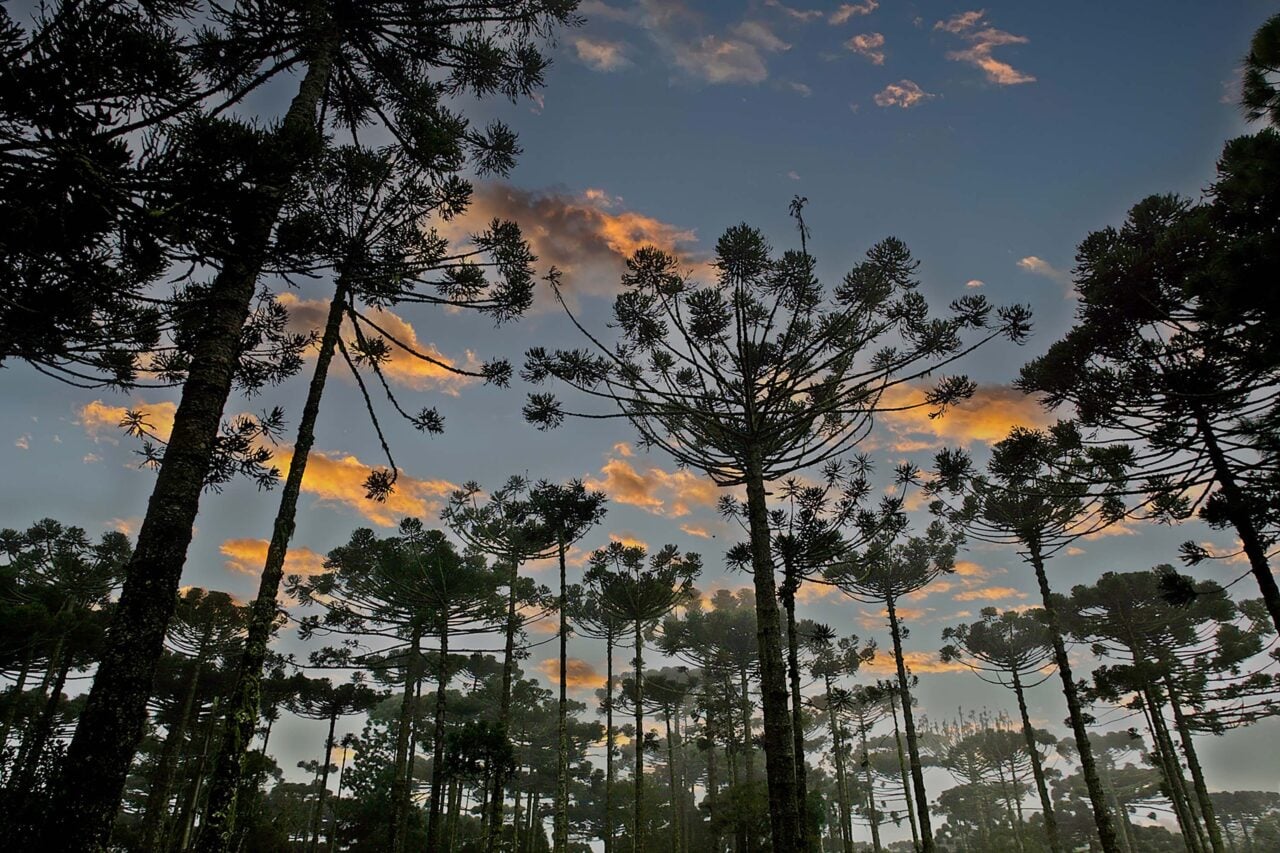 araucárias no paraná