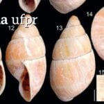 Variações do caramujo terrestre Thaumastus teixeirensis, que viveu há milhares de anos no litoral paranaese, e acaba de ser catalogado