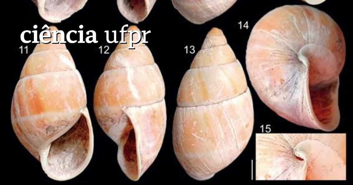 Variações do caramujo terrestre Thaumastus teixeirensis, que viveu há milhares de anos no litoral paranaese, e acaba de ser catalogado