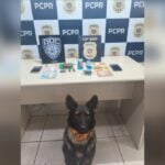 Cachorra pandora, do GOC da Guarda Civil Municipal de Ponta Grossa