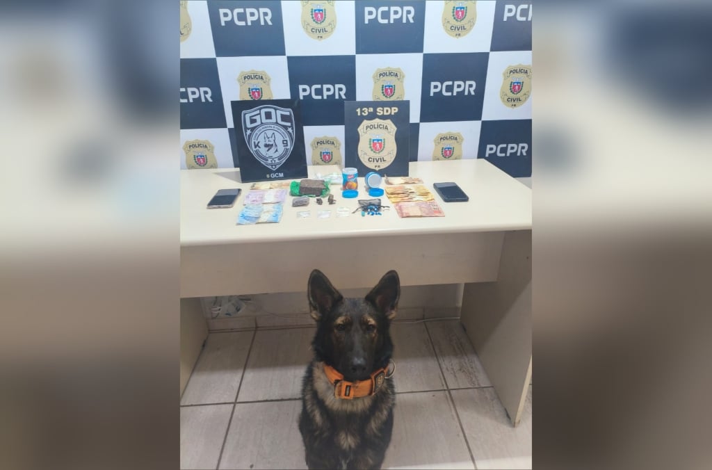 Cachorra pandora, do GOC da Guarda Civil Municipal de Ponta Grossa